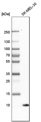 Western blot analysis in human cell line SK-MEL-30.