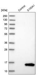 Western blot analysis in control (vector only transfected HEK293T lysate) and S100A1 over-expression lysate (Co-expressed with a C-terminal myc-DDK tag (~3.1 kDa) in mammalian HEK293T cells, LY401900).