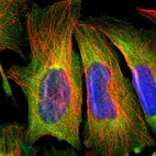 Immunofluorescent staining of human cell line U-2 OS shows localization to plasma membrane, cytosol & actin filaments.