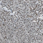 Immunohistochemical staining of human pancreas shows strong nuclear positivity in exocrine glandular cells.