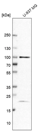 Western blot analysis in human cell line U-937 MG.