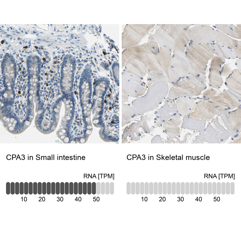 Anti-CPA3 Antibody