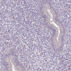 Immunohistochemical staining of human endometrium shows low expression as expected.