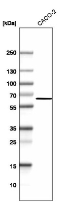 Western blot analysis in human cell line CACO-2.