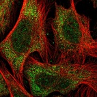 Immunofluorescent staining of human cell line U-2 OS shows localization to nucleoplasm & cytosol.