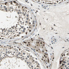 Anti-MIS18BP1 Antibody