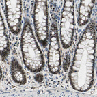 Anti-MIS18BP1 Antibody