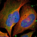 Immunofluorescent staining of human cell line U-2 OS shows localization to nucleoli & cytosol.