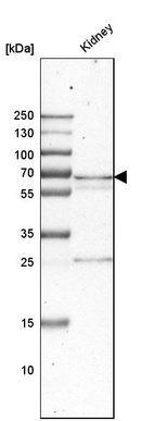 Western blot analysis in human kidney tissue.