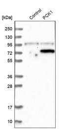 Western blot analysis in control (vector only transfected HEK293T lysate) and PCK1 over-expression lysate (Co-expressed with a C-terminal myc-DDK tag (~3.1 kDa) in mammalian HEK293T cells, LY419231).