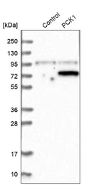 Western blot analysis in control (vector only transfected HEK293T lysate) and PCK1 over-expression lysate (Co-expressed with a C-terminal myc-DDK tag (~3.1 kDa) in mammalian HEK293T cells, LY419231).