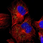 Immunofluorescent staining of human cell line U-251 MG shows localization to vesicles.