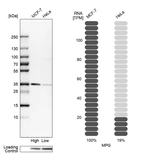 Western blot analysis in human cell lines MCF-7 and HeLa using Anti-MPG antibody. Corresponding MPG RNA-seq data are presented for the same cell lines. Loading control: Anti-HSP90B1.