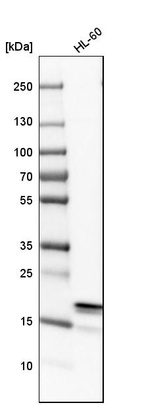 Western blot analysis in human cell line HL-60.