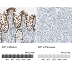 Anti-CA1 Antibody