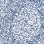 Immunohistochemical staining of human lymphoid tissues shows no positivity in non-germinal or germinal center cells as expected.