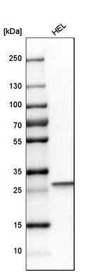 Western blot analysis in human cell line HEL.