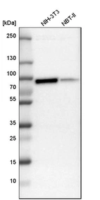 Western blot analysis in mouse cell line NIH-3T3 and rat cell line NBT-II.