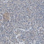 Immunohistochemical staining of human pancreas shows low expression as expected.