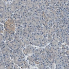 Immunohistochemical staining of human pancreas shows low expression as expected.