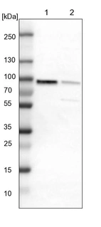 Lane 1: NIH-3T3 cell lysate (Mouse embryonic fibroblast cells)_br/_Lane 2: NBT-II cell lysate (Rat Wistar bladder tumour cells)