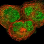 Immunofluorescent staining of human cell line A-431 shows localization to nucleoplasm & cytosol.