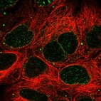 Immunofluorescent staining of human cell line HEK 293 shows localization to nuclear membrane.