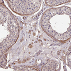 Anti-NLRC4 Antibody