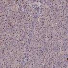 Immunohistochemical staining of human pancreas shows no positivity in exocrine glandular cells as expected.