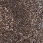 Immunohistochemical staining of human lymph node shows strong nuclear positivity in non-germinal center cells and germinal center cells.