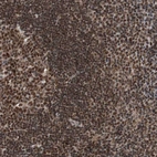 Immunohistochemical staining of human lymph node shows strong nuclear positivity in non-germinal center cells and germinal center cells.