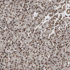 Immunohistochemical staining of human pancreas shows strong nuclear positivity in exocrine glandular cells.