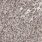 Immunohistochemical staining of human pancreas shows strong nuclear positivity in exocrine glandular cells.