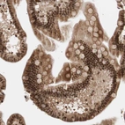 Immunohistochemical staining of human small intestine shows strong nuclear positivity in glandular cells with additional moderate cytoplasmic positivity.