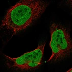 Immunofluorescent staining of human cell line U-2 OS shows localization to nucleoplasm & midbody ring.