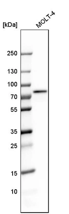 Western blot analysis in human cell line MOLT-4.
