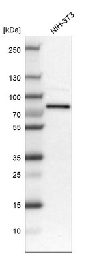 Western blot analysis in mouse cell line NIH-3T3.