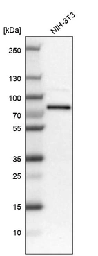 Western blot analysis in mouse cell line NIH-3T3.