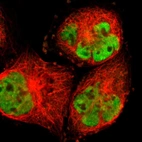 Immunofluorescent staining of human cell line A-431 shows localization to nuclear speckles.