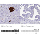 Anti-SCGN Antibody