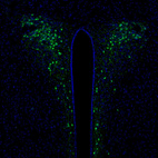 Anti-SCGN Antibody