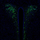 Immunofluorescence staining of mouse hypothalamus shows positivity in the paraventricular hypothalamic nucleus.