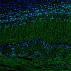 Immunohistochemical staining of mouse olfactory bulb, glomerular layer shows nuclear positivity.