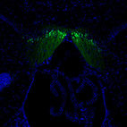 Immunofluorescence staining of mouse brain shows positivity in fasciola cinereum.