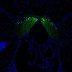Immunofluorescence staining of mouse brain shows positivity in fasciola cinereum.