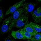 Immunofluorescent staining of human cell line Hep G2 shows localization to endoplasmic reticulum & the Golgi apparatus.