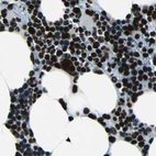 Immunohistochemical staining of human bone marrow using Anti-BCLAF1 antibody HPA006669.