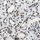 Immunohistochemical staining of human kidney using Anti-BCLAF1 antibody HPA006669.