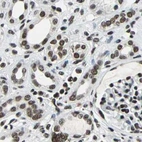 Immunohistochemical staining of human kidney using Anti-BCLAF1 antibody HPA006669.