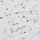 Anti-NLGN1 Antibody